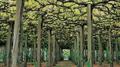 common grape vine